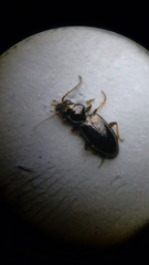 Bembidion lampros