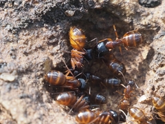 Camponotus sansabeanus