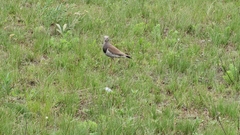 Vanellus melanopterus minor
