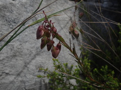 Polygala bracteolata