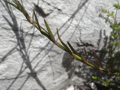 Polygala bracteolata