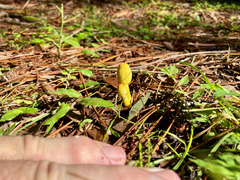Leucocoprinus birnbaumii image