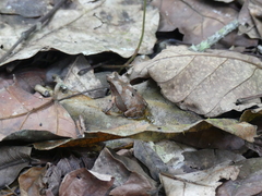 Rhinella alata
