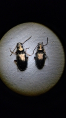 Bembidion lampros