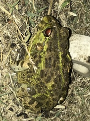 Pyxicephalus adspersus