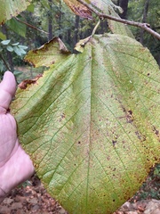 Morus rubra