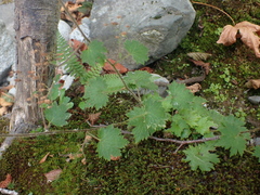 Boykinia occidentalis