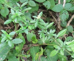 Achyropsis avicularis