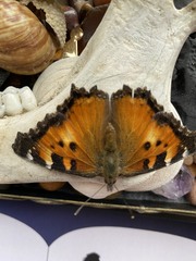 Nymphalis