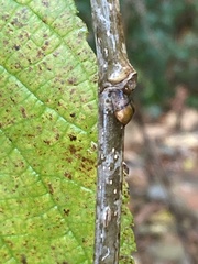Morus rubra