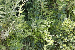 Notobubon galbanum