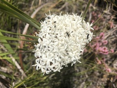 Corymbium villosum