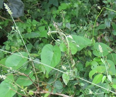 Achyropsis avicularis