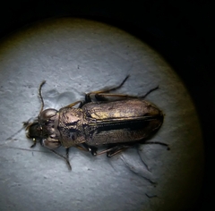 Notiophilus sylvaticus