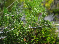 Asparagus lignosus