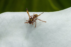 Polistes badius