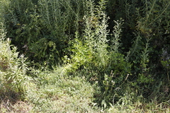 Notobubon galbanum