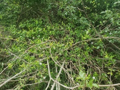 Jasminum multipartitum