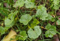 Malva pusilla