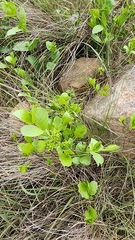 Vangueria venosa