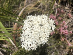 Corymbium villosum