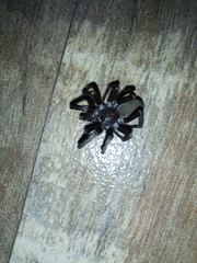 Kukulcania hibernalis