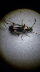 Bembidion lampros