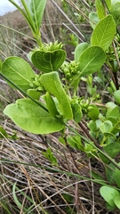 Vangueria venosa