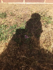 Heliotropium amplexicaule