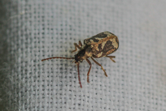 Ptinomorphus imperialis
