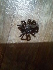 Kukulcania hibernalis