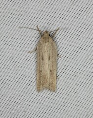 Gonioterma mistrella