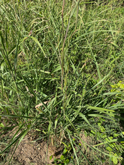 Rottboellia cochinchinensis