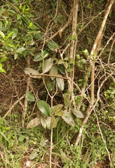 Elaeodendron croceum