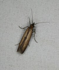 Elasmopalpus lignosella