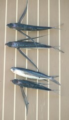 Exocoetidae