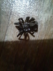 Kukulcania hibernalis