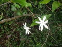 Jasminum multipartitum