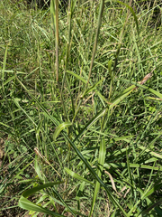 Rottboellia cochinchinensis