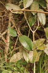 Elaeodendron croceum