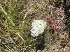 Corymbium villosum