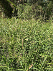 Rottboellia cochinchinensis