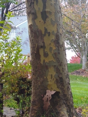 Platanus