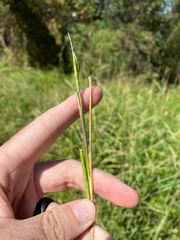 Rottboellia cochinchinensis