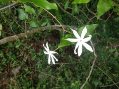 Jasminum multipartitum
