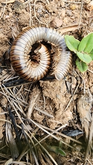 Diplopoda