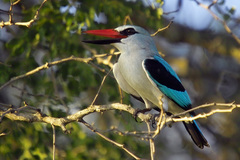 Woodland Kingfisher photo 3