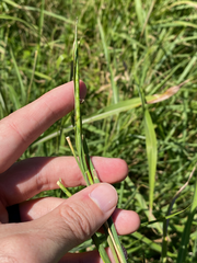 Rottboellia cochinchinensis