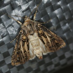 Agrotis gladiaria
