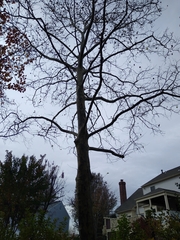 Platanus